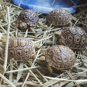 Redfoot Ranch Passionate For Tortoises Turtles
