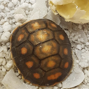 Redfoot Ranch Passionate For Tortoises Turtles