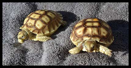 russian tortoise for sale craigslist
