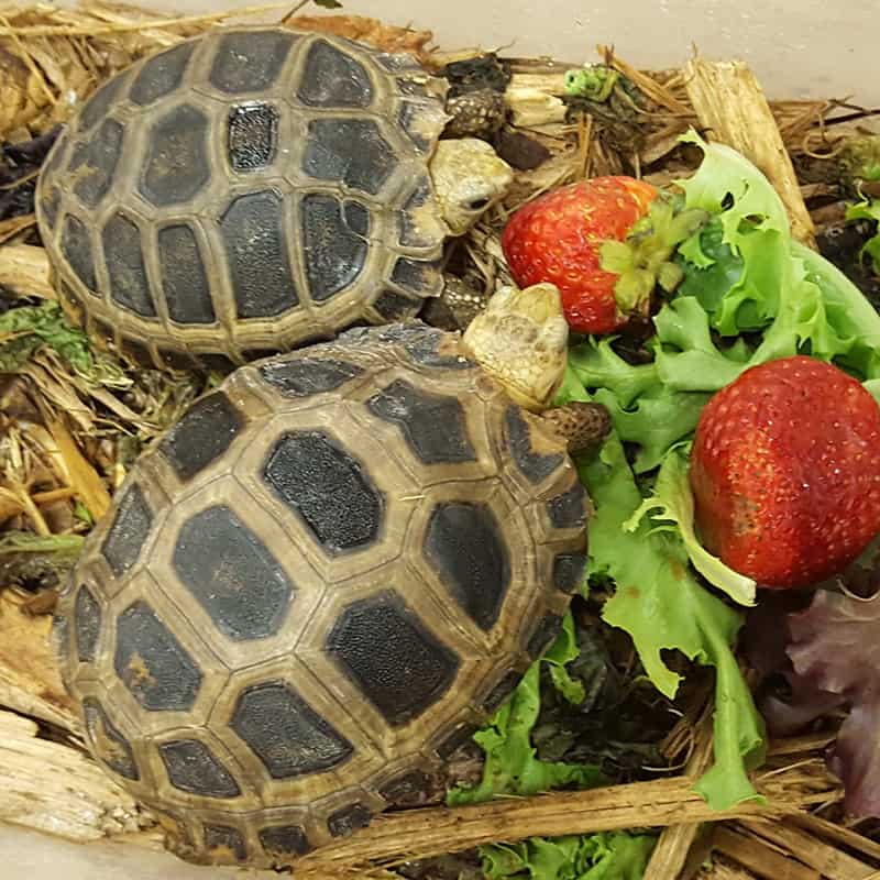 tortoise natural food