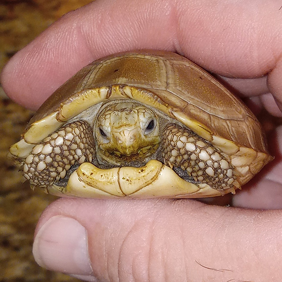 <p>Elongated tortoise hatchling</p>