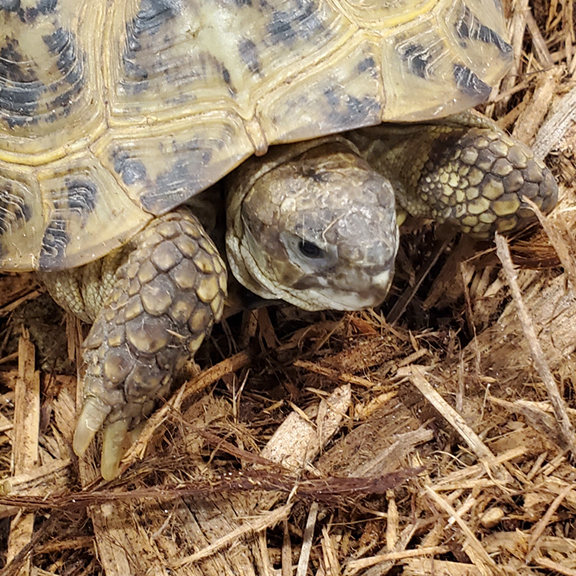 Buy Russian tortoise