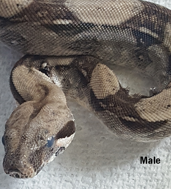 Adopted - Boa constrictor 'Colombian Boa Constrictor'- Hot