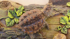 Snapping turtle hatchlings - Image 2