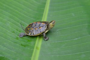 Stinkpot Turtle Hatchling - Image 2