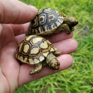 Leopard Tortoise hatchling