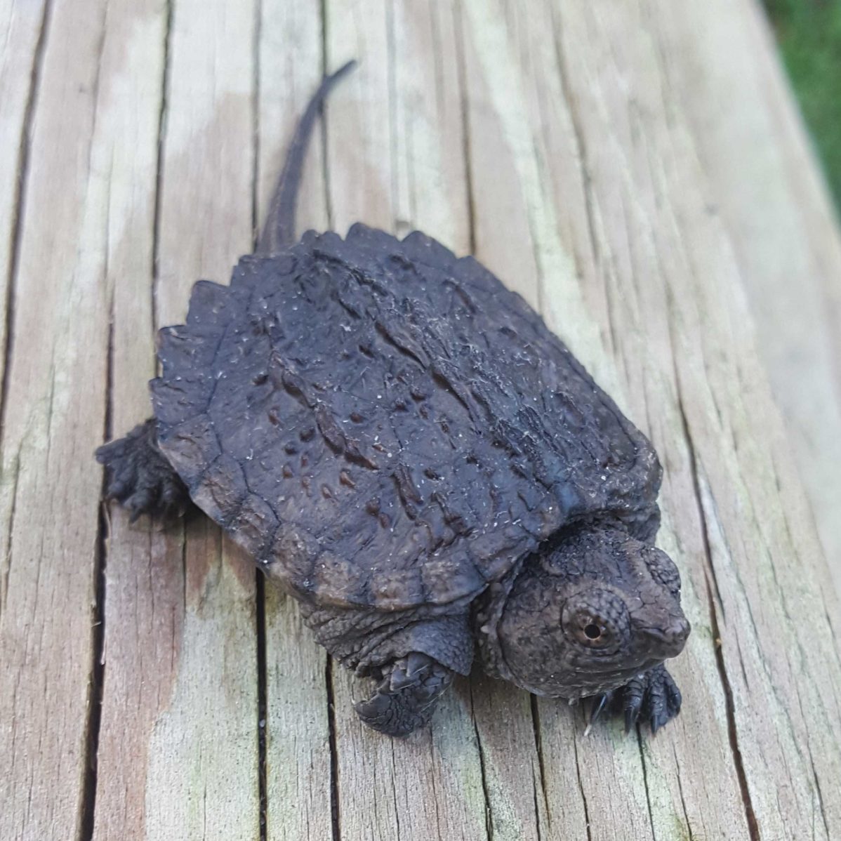 Buy Snapping Turtle Hatchling