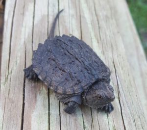 Snapping turtle hatchlings - Image 6
