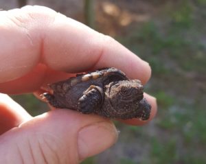 Snapping turtle hatchlings - Image 4