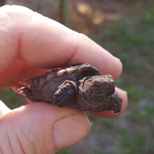 Buy Snapping Turtle Hatchling