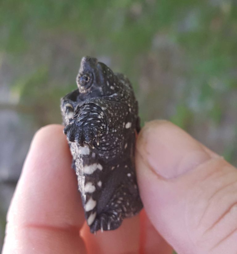 Snapping turtle hatchlings - Image 5
