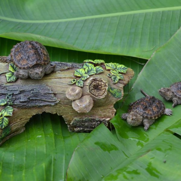 Buy Snapping Turtle Hatchling