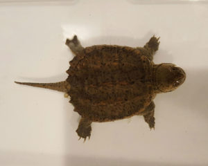 Snapping turtle hatchlings