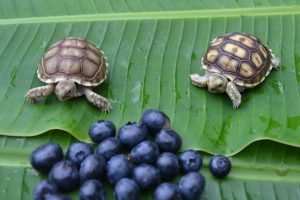 Spur Thigh Tortoise Jumbo Hatchling - Image 4