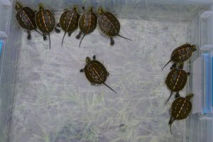 Stinkpot Turtle Hatchling - Image 3