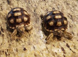Spur Thigh Tortoise Jumbo Hatchling