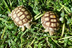 Spur Thigh Tortoise Jumbo Hatchling - Image 5