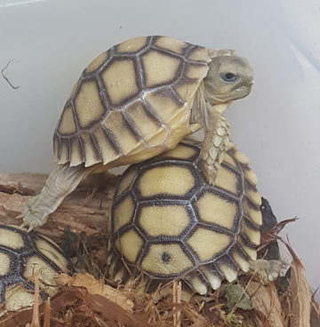 Spur Thigh Tortoise Hatchling - Image 3