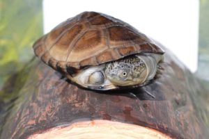 African Sideneck Turtle Hatchling - Image 2