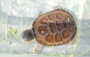 African Sideneck Turtle Hatchling - Image 3
