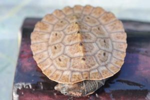 New Guinea Sideneck Turtle Hatchling - Image 2