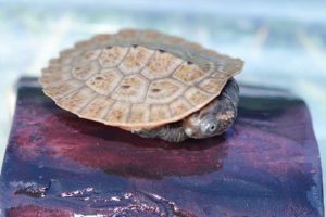 New Guinea Sideneck Turtle Hatchling - Image 3