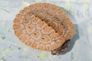 New Guinea Sideneck Turtle Hatchling