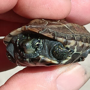 Reeves Turtle Hatchling