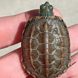 Reeves Turtle Hatchling - Image 2