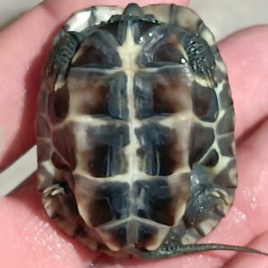 Reeves Turtle Hatchling - Image 3