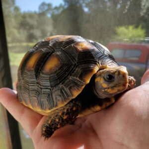 Yearling Redfoot Tortoises - Image 3