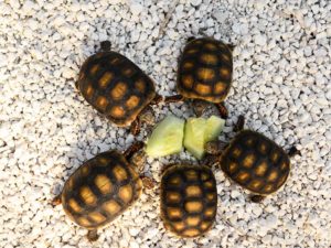 Redfoot tortoise Jumbo hatchling