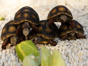 Redfoot tortoise Jumbo hatchling - Image 3