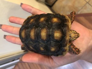 Redfoot tortoise Jumbo hatchling - Image 2