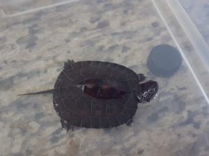 Kwangtung River Turtle - Image 3
