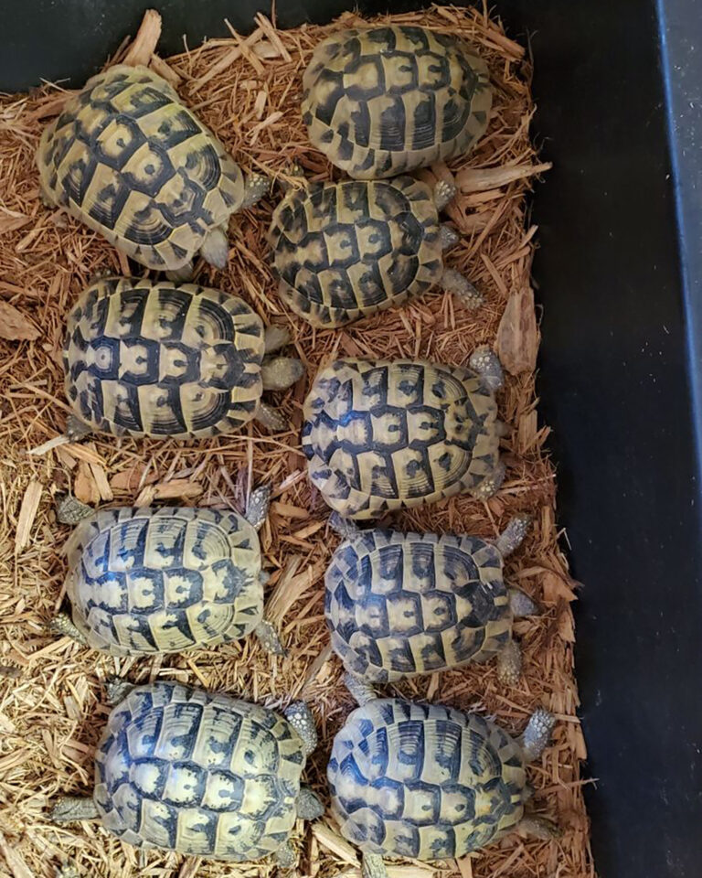 Hermanns Tortoise Adults - Image 6