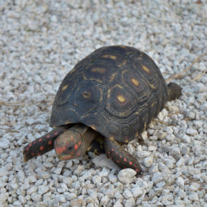 Cherryhead Tortoise Adults
