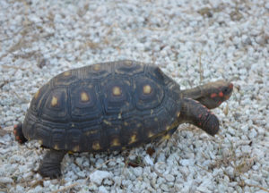 Cherryhead Tortoise Adults - Image 2