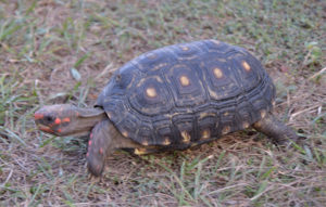 Cherryhead Tortoise Adults - Image 3