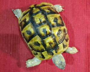Hermanns Tortoise Juveniles - Image 7
