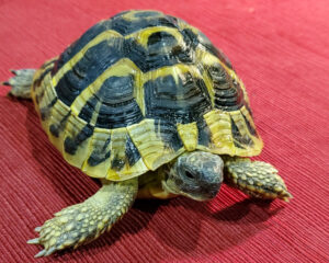 Hermanns Tortoise Juveniles