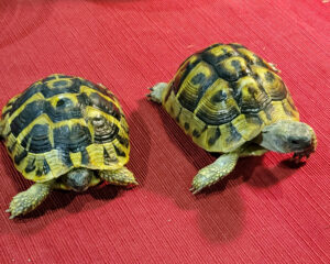 Hermanns Tortoise Juveniles - Image 6
