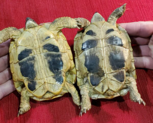 Hermanns Tortoise Juveniles - Image 5