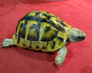 Hermanns Tortoise Juveniles - Image 4