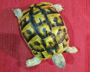 Hermanns Tortoise Juveniles - Image 3