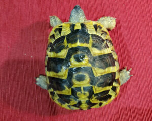 Hermanns Tortoise Juveniles - Image 2