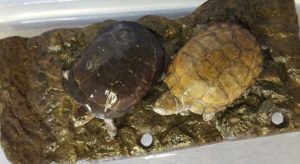 African Helmeted Turtle Pair