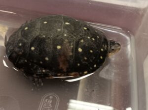 Spotted Turtle