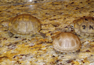 Elongated Tortoise Hatchling - Image 5