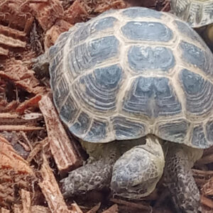 Russian Tortoise Juveniles and Adults - Image 5